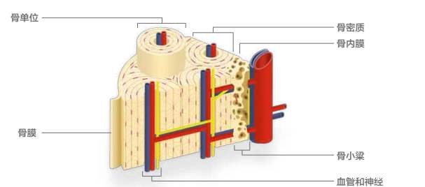 骨密度仪生产厂家剖析有什么方法可以用来检测骨密度呢？